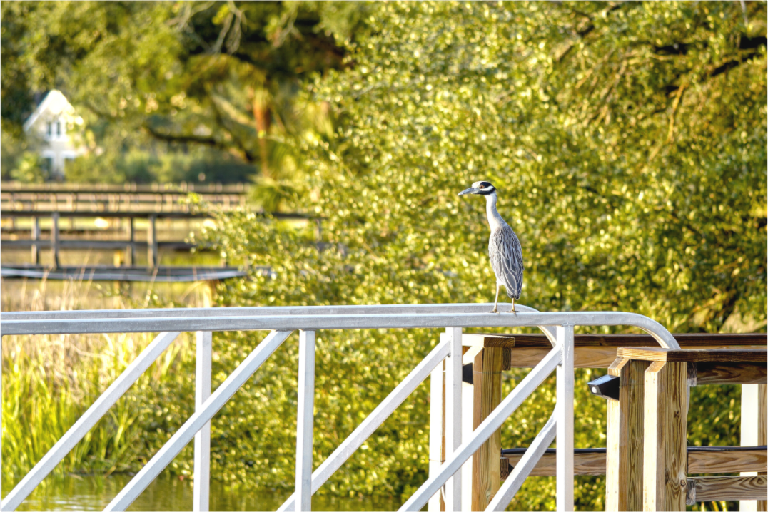 Main image The Sunlit Surveyor