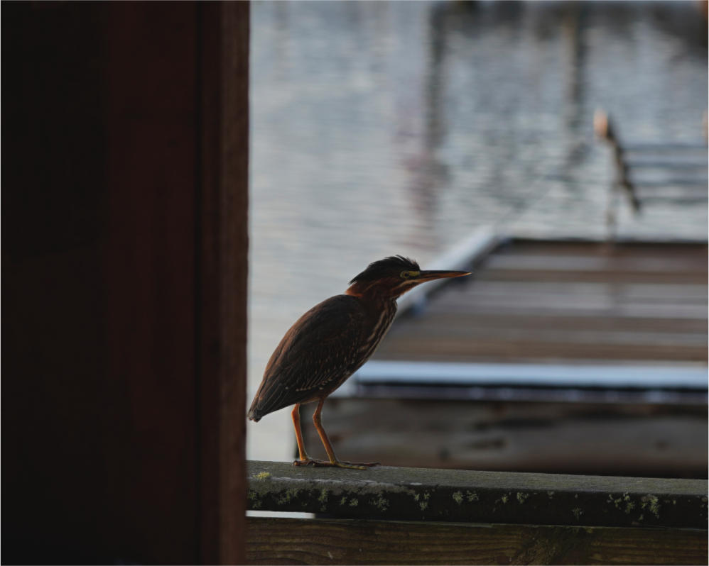 Main image The Dockside Heron
