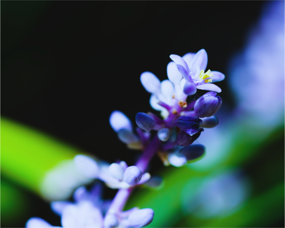 Main image The Midnight Lilyturf