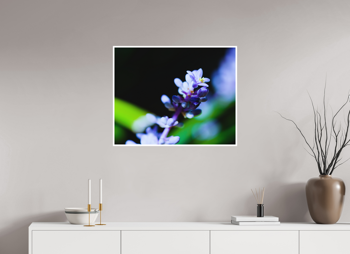 30 x 24″, Aluminum Border Prints The Midnight Lilyturf