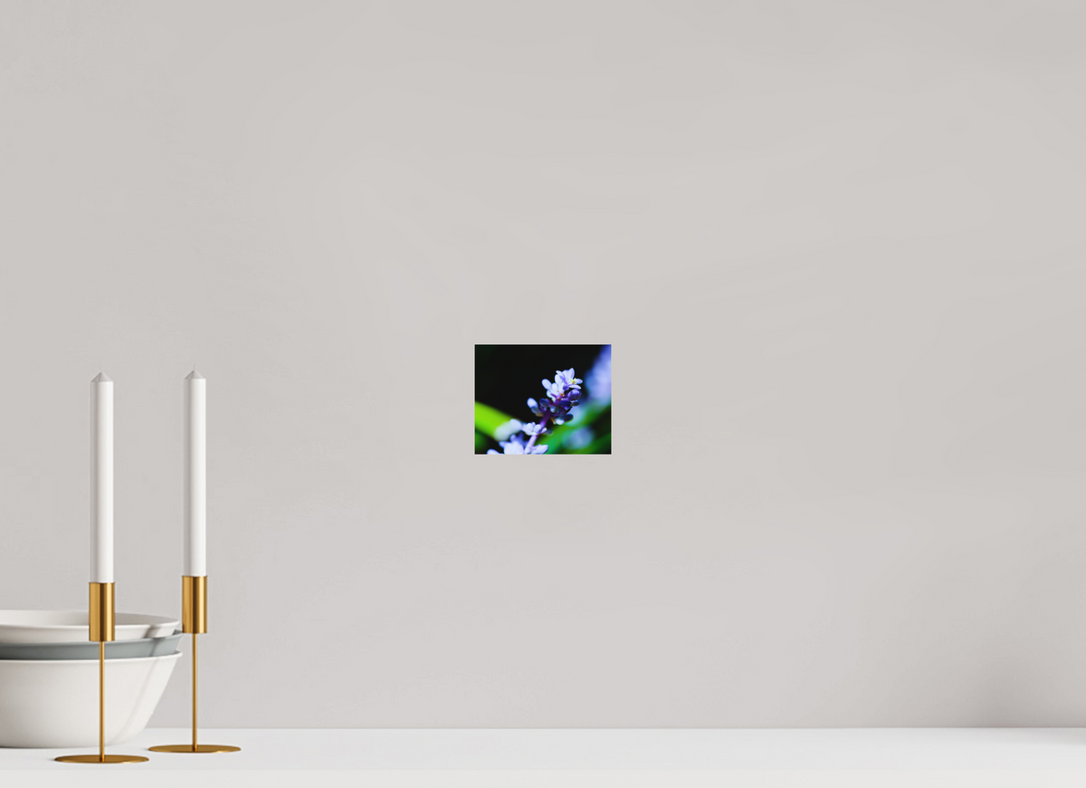 5 x 4″, Forex Prints The Midnight Lilyturf