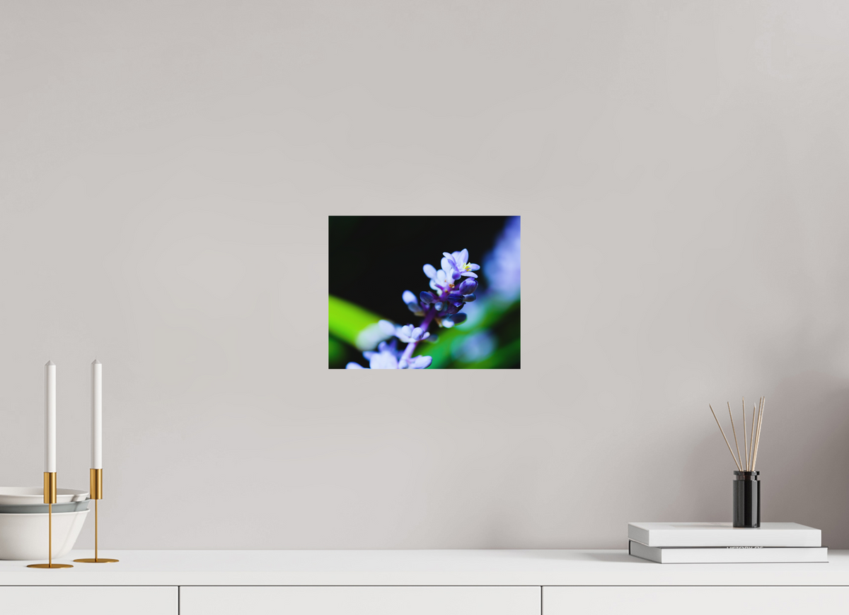 10 x 8″, Forex Prints The Midnight Lilyturf