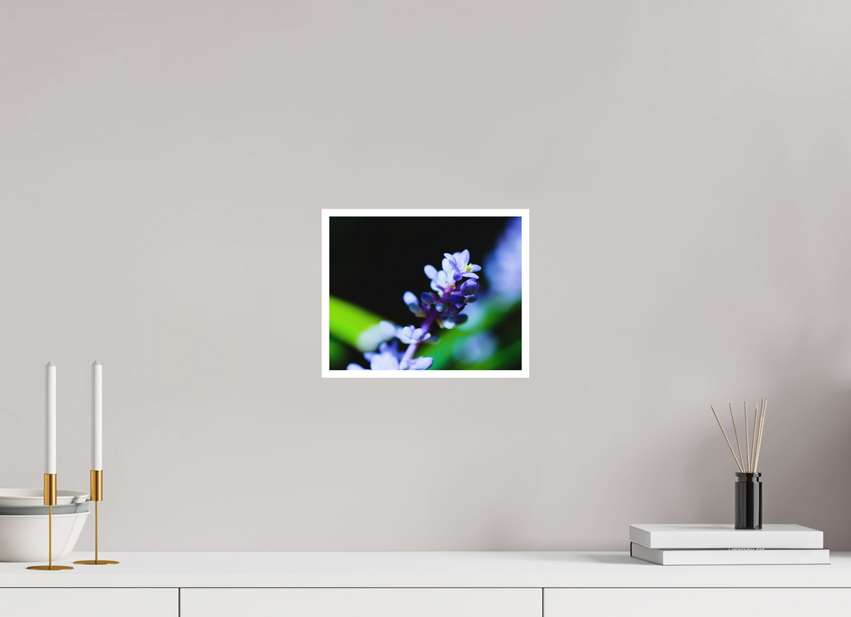 10 x 8″, Aluminum Border Prints The Midnight Lilyturf