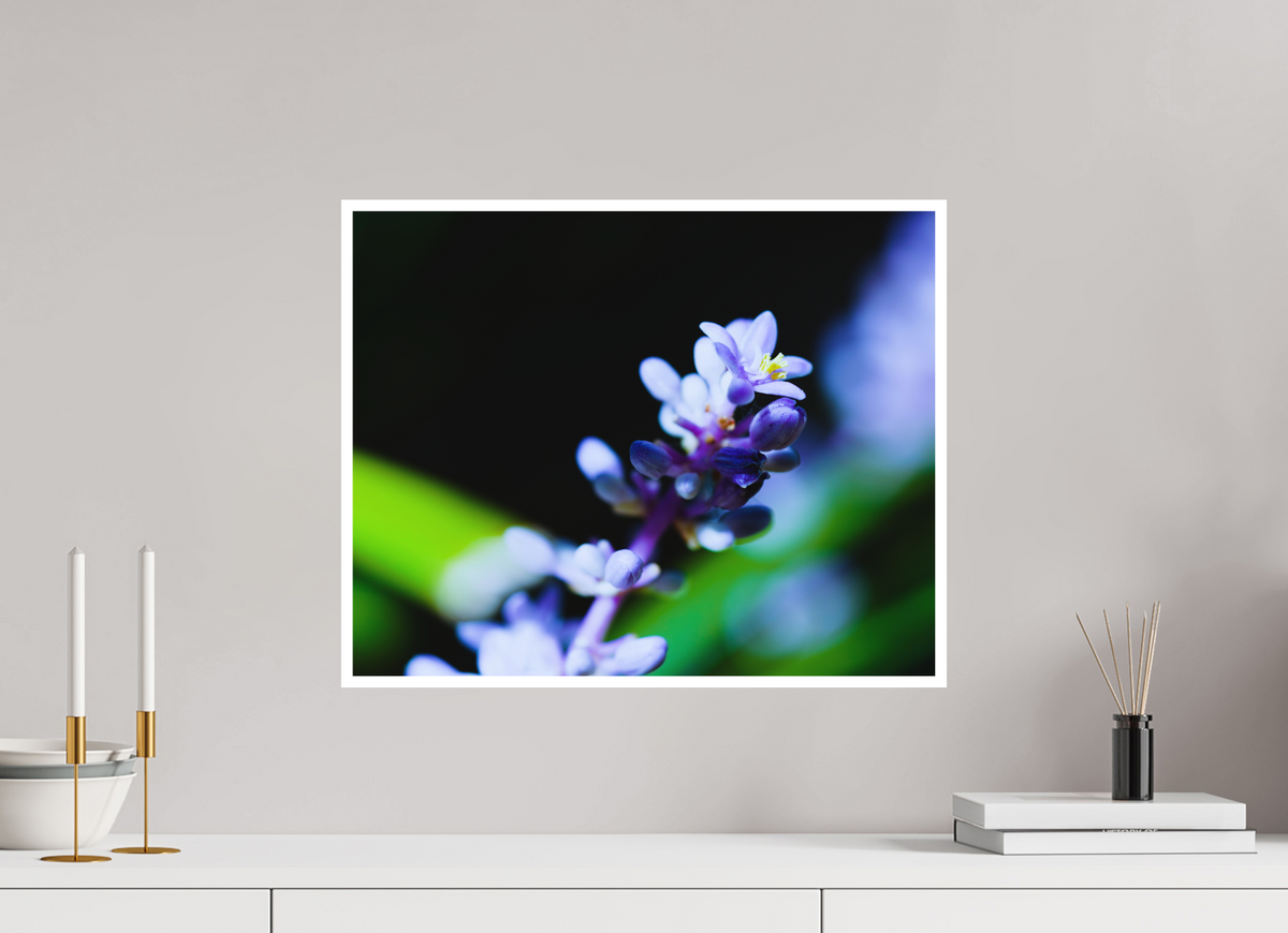 20 x 16″, Aluminum Border Prints The Midnight Lilyturf