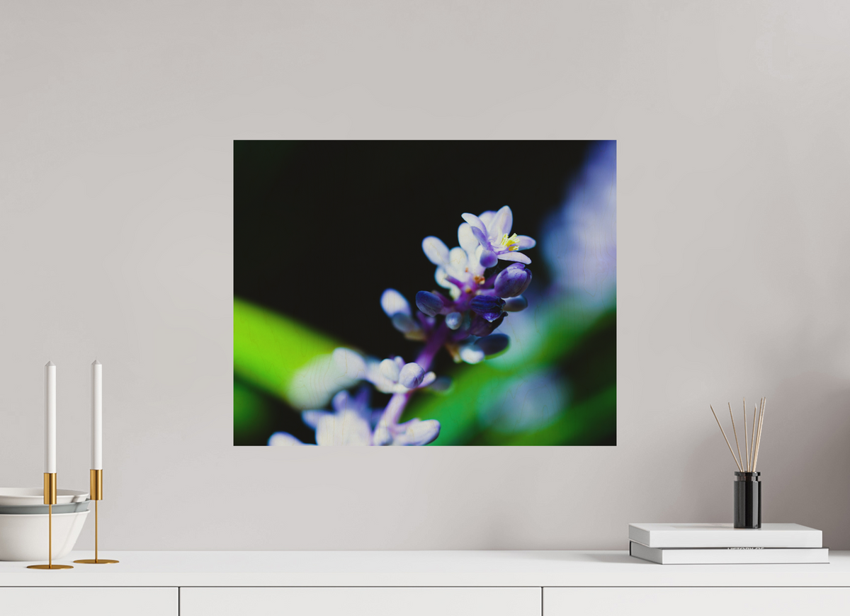 20 x 16″, Wood Prints The Midnight Lilyturf