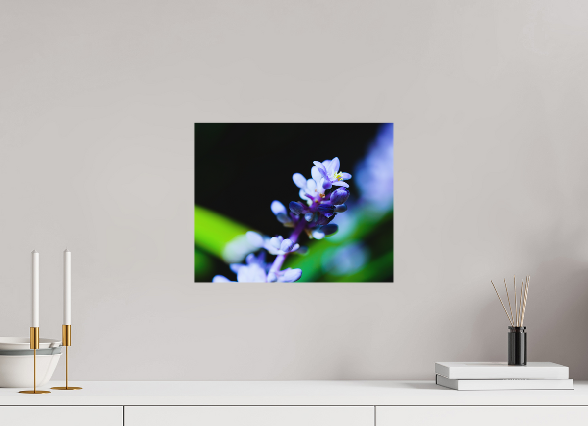 15 x 12″, Aluminum Prints The Midnight Lilyturf