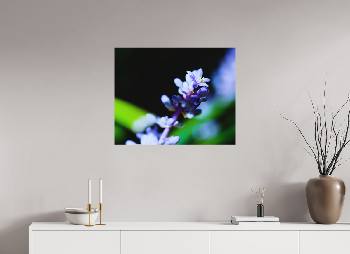 30 x 24″, Forex Prints The Midnight Lilyturf