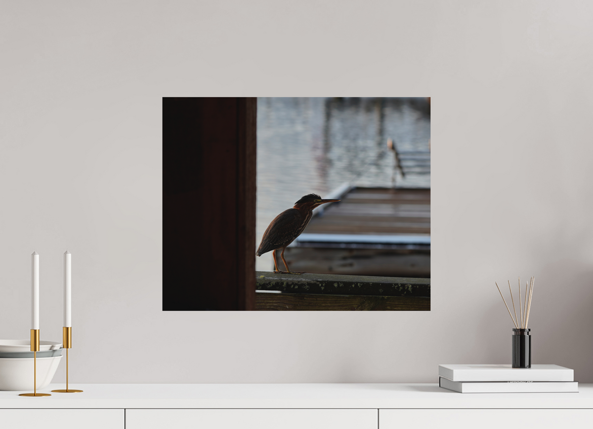 20 x 16″, Aluminum Prints The Dockside Heron