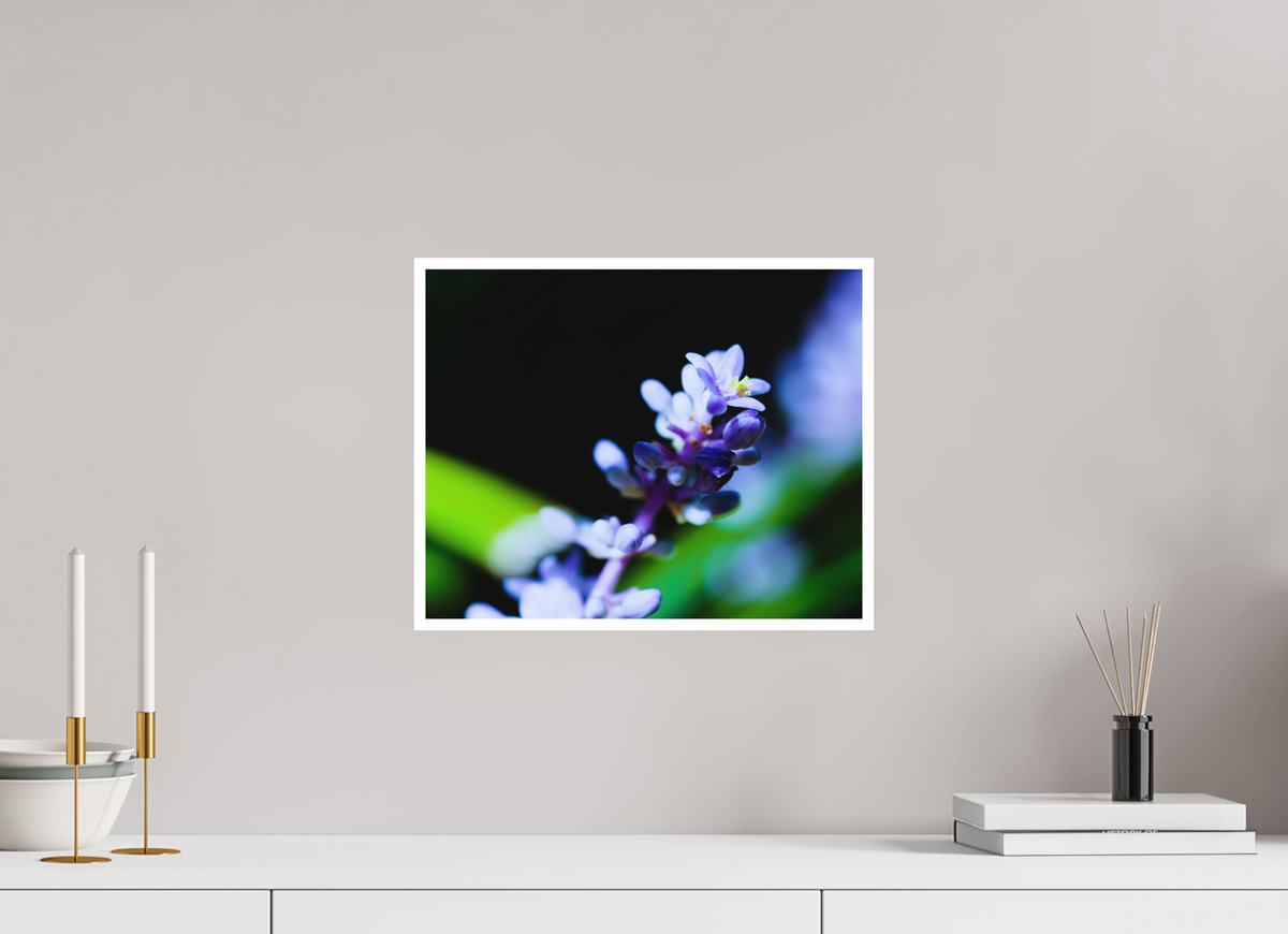 15 x 12″, Aluminum Border Prints The Midnight Lilyturf