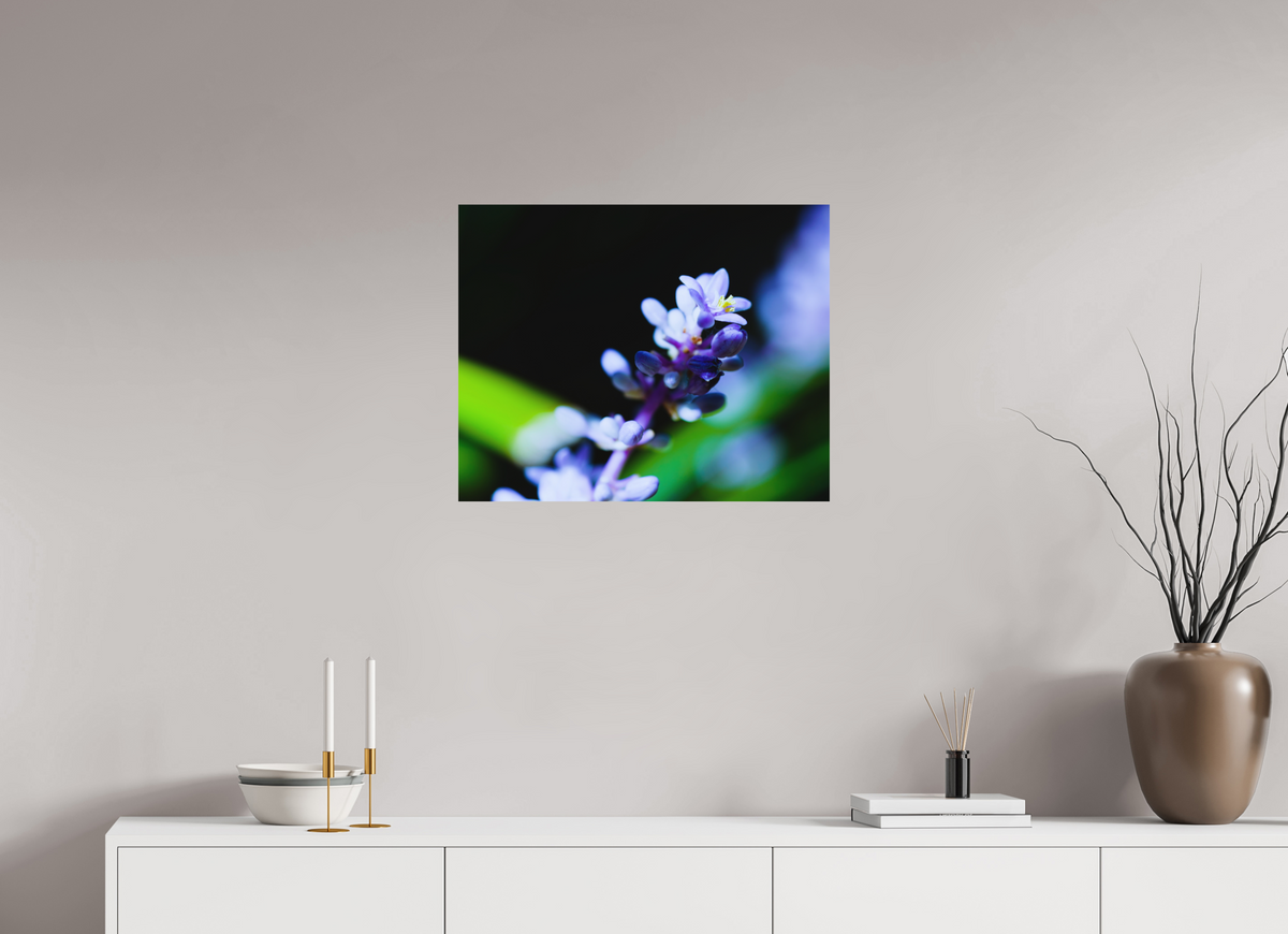 25 x 20″, Forex Prints The Midnight Lilyturf